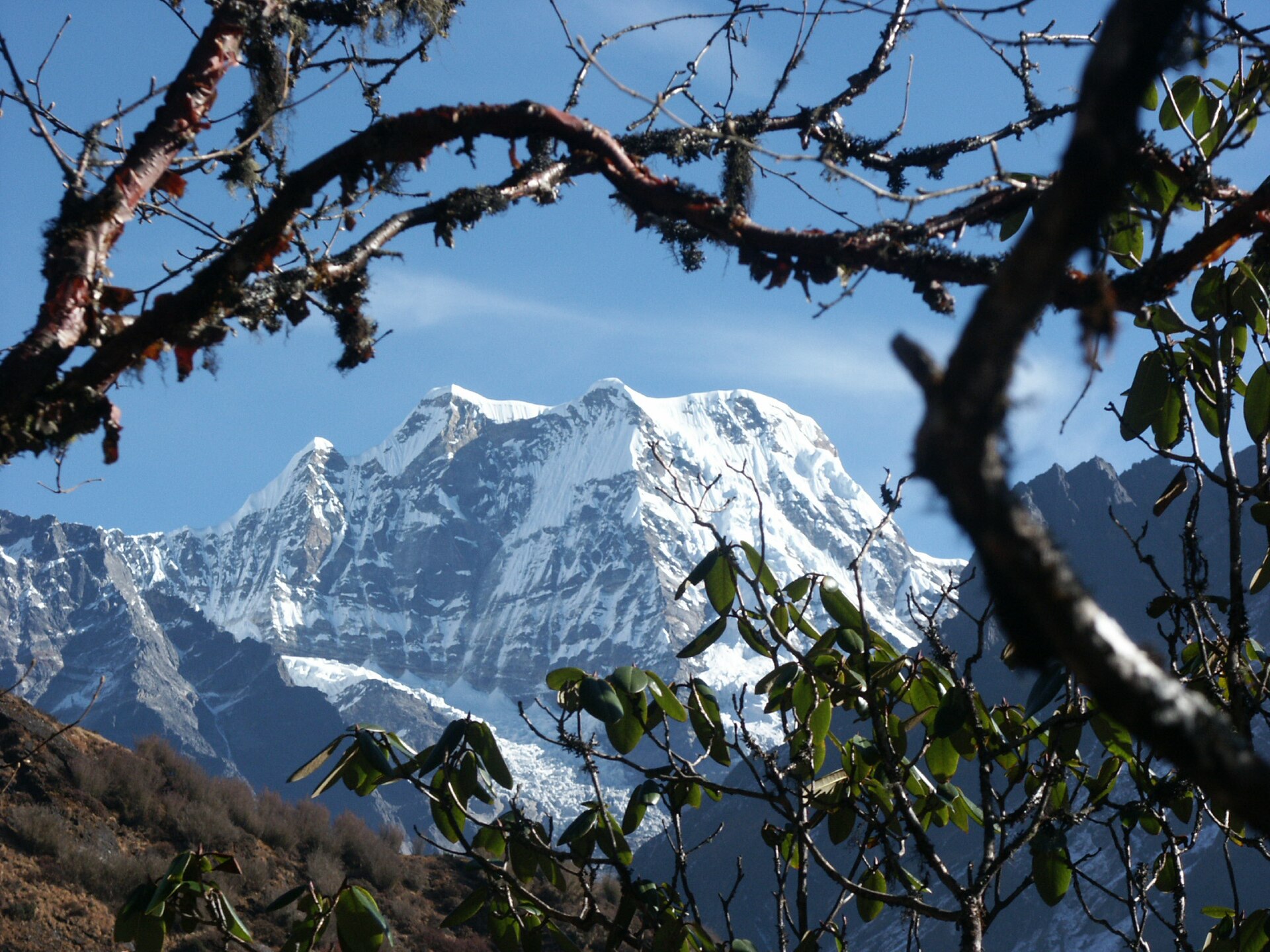 Mera Peak from below the Zatr La, seen between the branches of a rhododendron