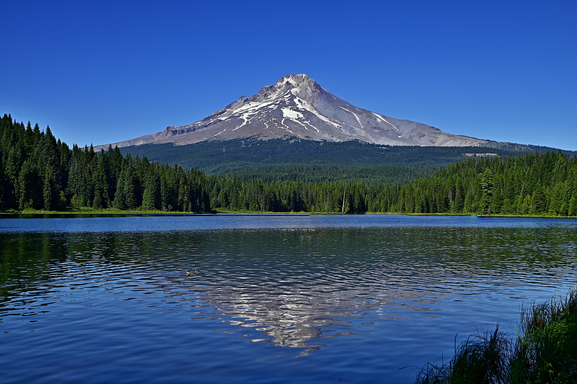 Mt Hood from Trillium Lake with a clear blue sky and a local (a duck) hanging around in the lake.